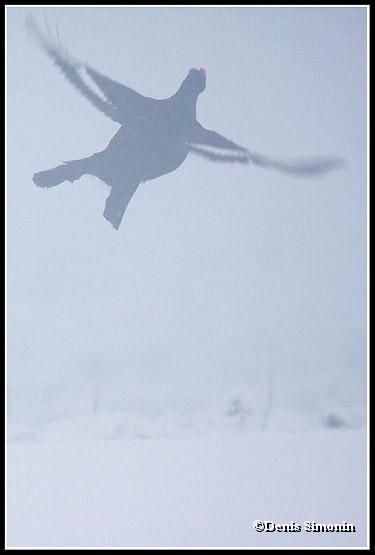 Parade de tétras lyre dans la neige et la brume